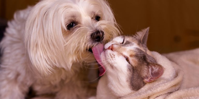 Hunde og katte – hvad skal man bruge?